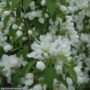 Crabapple (Flowering) – Spring Snow – 1.75-2″ Caliper – B&B
